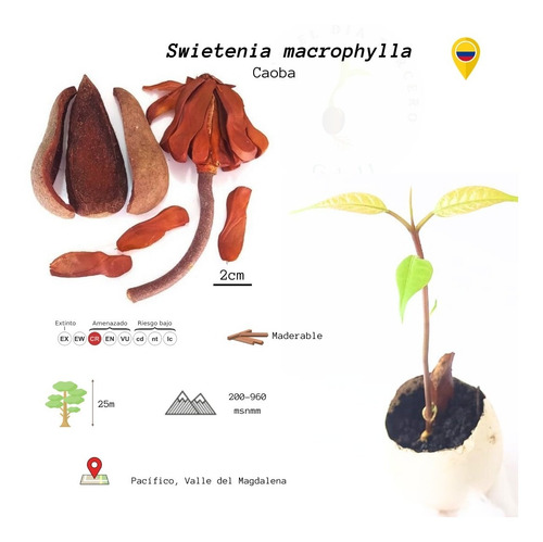 Semillas De Swietenia Macrophylla (caoba)