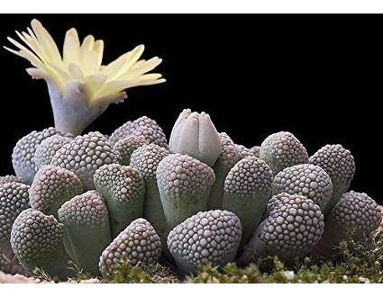 Imagem 2 de 10 de Suculenta Titanopsis Mix Cacto Pedra Lithops Sementes