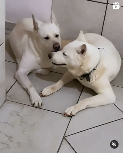 Imagem 5 de 5 de Akita