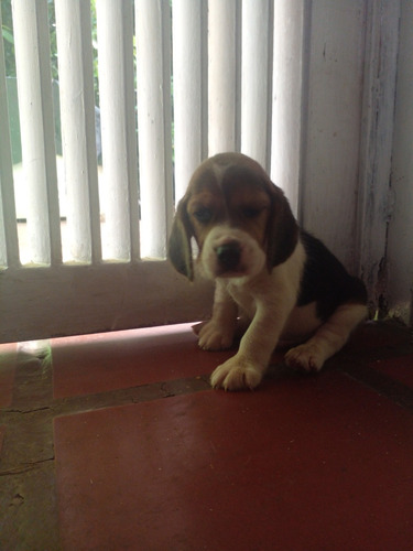 Cachorro Macho De Beagle