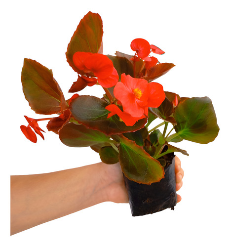 Kit 20 Mudas Begonia Cerosa - Folha Bronze - Cores Sortidas