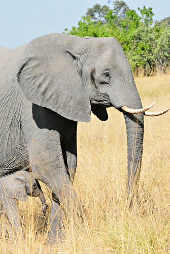 Vinilo Decorativo 50x75cm Elefante Elephant Wild M3