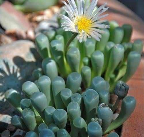 Frenestraria Aurantiaca Suculenta Africana Lithops Cactus