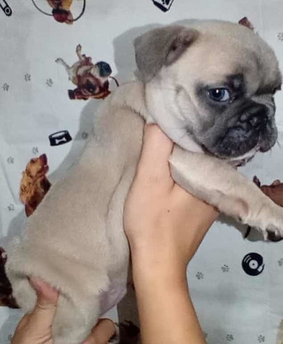 Imagem 3 de 4 de Filhotes Bulldog Exóticos