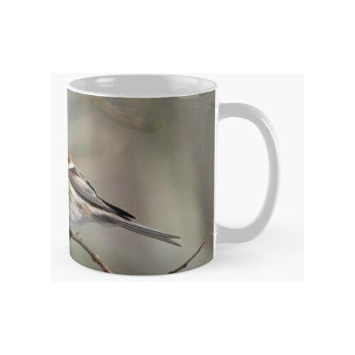 Taza El Oscuro La Redpoll Común Calidad Premium