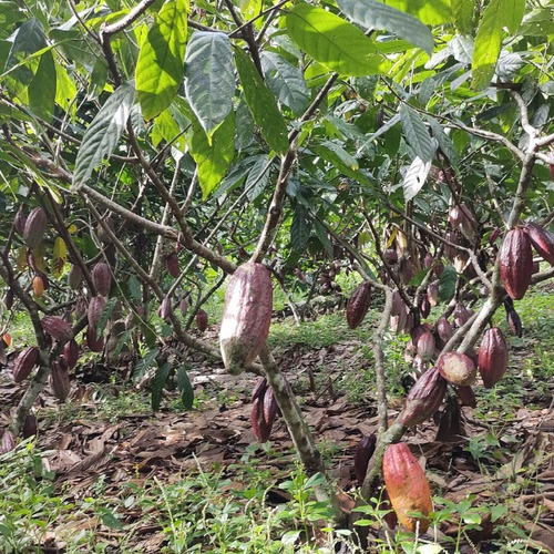 10 Barras De 80g De Chocolate 92% Cacau Sem Lactose