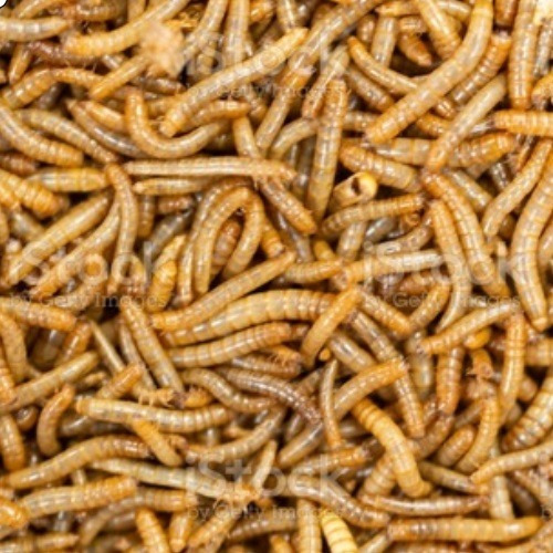 Imagem 1 de 7 de 2.000 Larvas De Tenébrio Molitor/comum Vivas