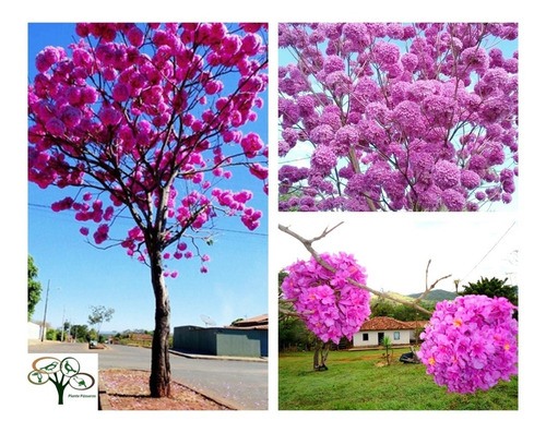 300 Sementes De Ipê Roxo Bola (tabebuia Impetiginosa)