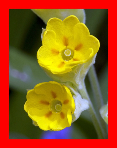 Primula Veris Medicinal Cowslip Flor Erva 30 Sementes 