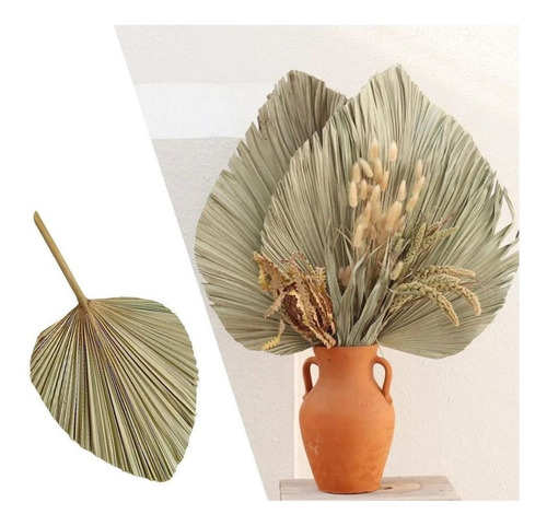 Flor De Latania