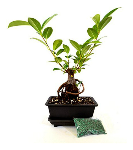 Vivo Ginseng Ficus Bonsai Bonsai - Planta Viva Adorno De Dec