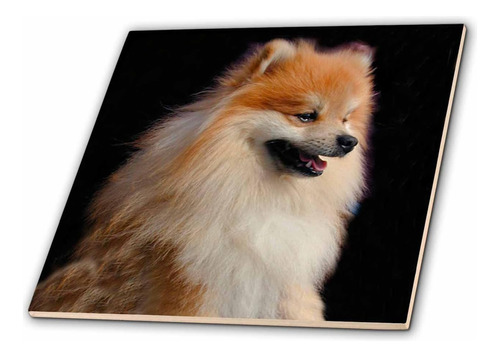 Ct           1261 Perros Pomeranian  Pomeranian Retrato  A
