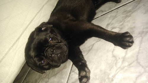 Imagem 2 de 5 de Pug