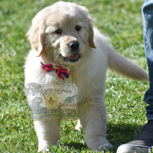 Conozca A Nuestros Cachorros Golden Retriever Puros 100%