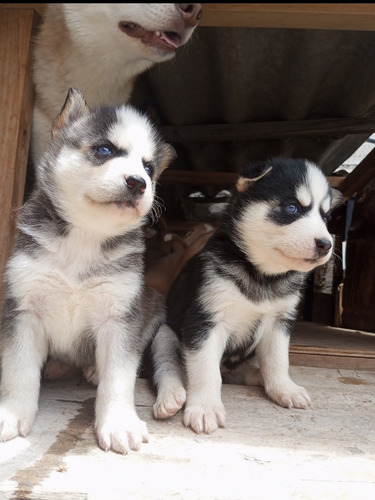 Husky Siberiano 