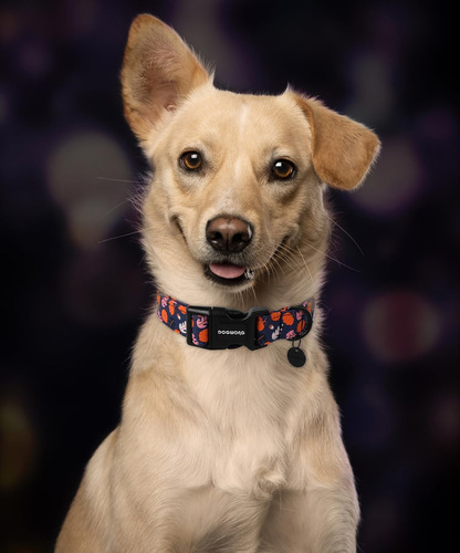 Cuello De Perros De Calabaza De Perrito Con Bowtie, Cuello