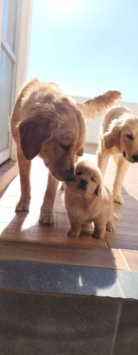 Golden Cachorros Macho Y Hembra Opcion A Pedigree Macho 1