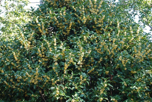 Osmanthus Fragans (olea Francesa) 10lts