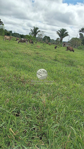 Imagem 5 de 11 de Venda Sítio Machadinho D'oeste Em Rondônia - Sia249