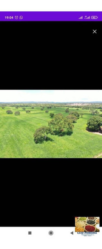 Imagem 4 de 10 de Fazenda À Venda Em Dois Irmãos - To - De 124 Alqueirões (dupla Aptidão) - 1627