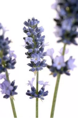 comprar Semillas de Lavanda (Lavandula Angustifolia)