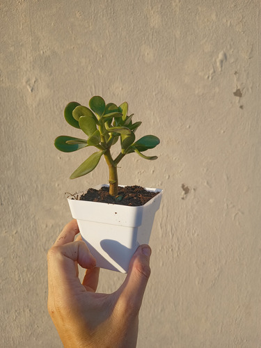 10 Árboles De Jade. Hermosos