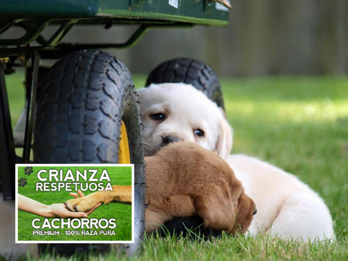 Labrador Retriever Puros Con Cobertura Medica Por 18 Meses