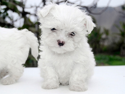 Cachorros Bichon Maltes Raza Pequeña - No Botan Pelo