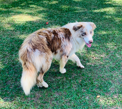 Border Collie Pedigree Cbkc  Filhotes Alta Linhagem