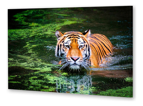 Cuadro 60x90cm Felinos Tigre Selva Rio Nadando Selva