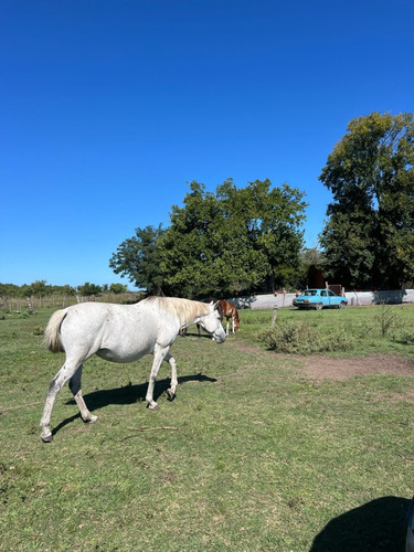 Campo En Venta De 36, 7 Hectáreas Con Manga, Potrero, Molino, Corrales