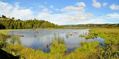 Se Vende Lindo Campo En Lelbun Chiloé A 1 Km De La Playa