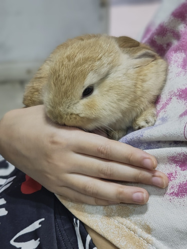Ecografía Veterinaria A Domicilio Zona Sur Gba