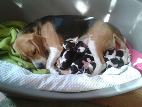 Imagen 1 de 6 de Cachorros Beagles