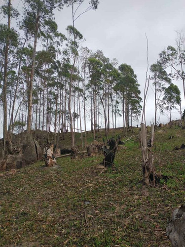 Tenha Um Terreno Com Boa Área Para Construir Sua Chácara.