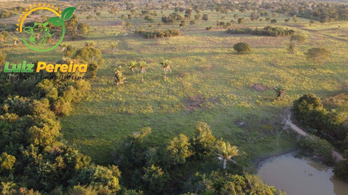 Imagem 7 de 15 de Fazenda À Venda Em São Valério - To - De 82 Alqueirões (dupla Aptidão) - 1788
