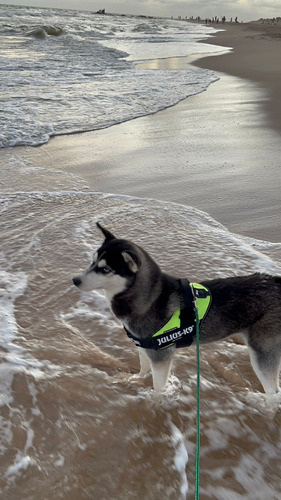 Último Cachorro Husky Siberiano Manto Negro.