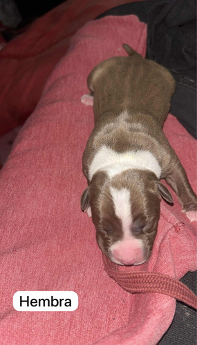 Cachorro Pitbull