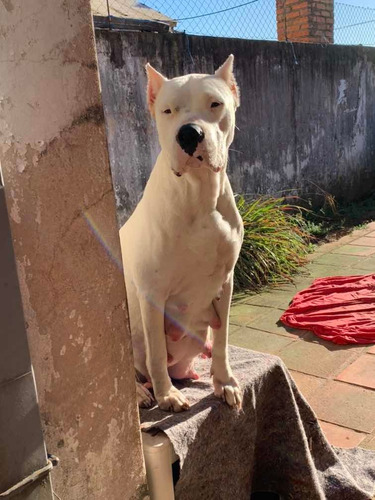 Filhote Dogo Argentino