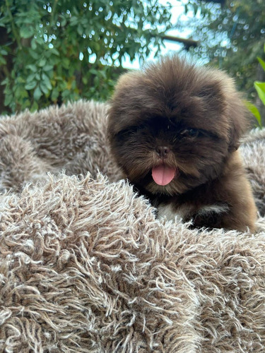 Preciosa Hembrita Shih Tzu - Shihtzu Chocolates Kcc (Usado)