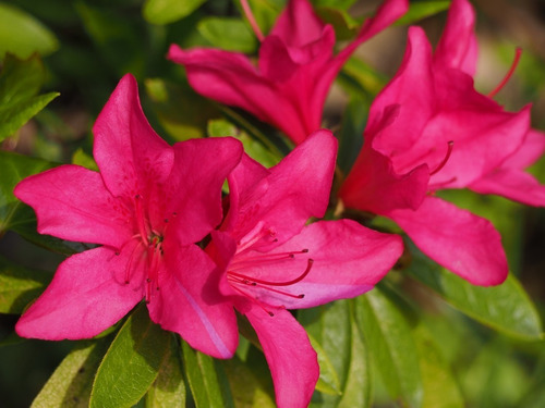 Sustrato Especial Plantas Azaleas Interior Biofertyl 5 L