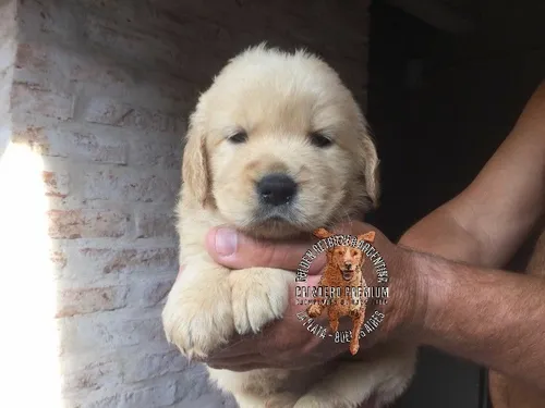Cachorros Y Cachorras Golden Retriever Pureza A La Vistaa