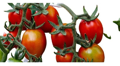 01 Muda De Tomate Cereja Produtiva + Manual De Plantio