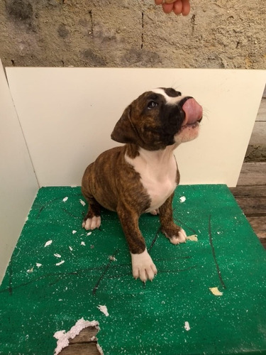 Imagem 1 de 3 de Animal Filhotes De Pitbull