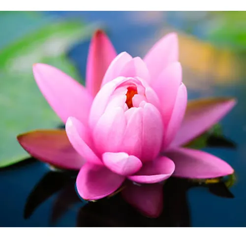 Semillas De Loto Bonsai Flores Lirio Acuático Y A