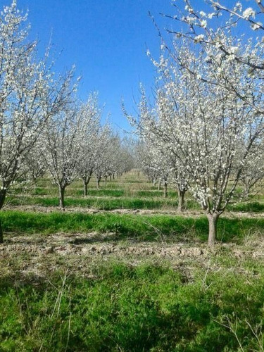 Imagen 6 de 11 de Quinta En Venta En General Alvear