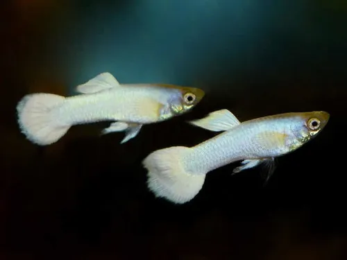 Peces Guppy Platinum White