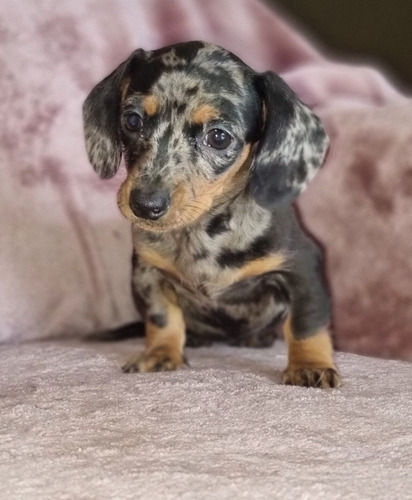 Imagen 5 de 6 de Hermoso Salchicha Mini Macho Arlequín Plata! Vacunado.