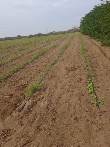 Imagen 14 de 14 de Terreno Para Uso Agricola