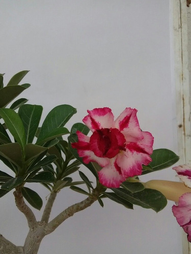 Rosa Del Desierto Double Mandrake ( 1 Planta)
